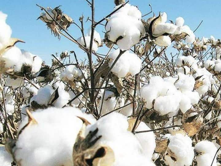 Farmers will get manifold benefits from cotton cultivation by increasing MSP Cotton Cultivation: कपास की खेती से मालामाल होंगे किसान, MSP बढ़ने से मिलेगा कई गुना लाभ