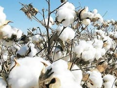 Cotton Price: कपास के दामों में हुई भारी बढ़ोतरी, जानें क्या है इसके पीछे की वजह