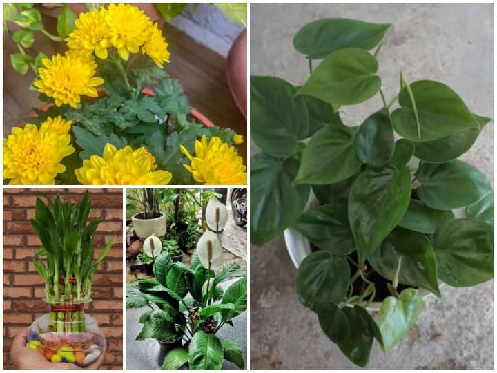 Indoor And Outdoor Plants Is The Best Gift Option On Diwali Make Your Home Healthy And Prosper Diwali 2021 Gift Options: इस दिवाली गिफ्ट करें ये प्लांट, घर में आएगी सुख समृद्धि