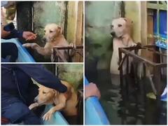 Viral Video: शख्स ने पानी में डूबने से बचाई कुत्ते की जान, यहां देखें वीडियो