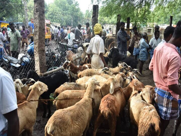 வாடிப்பட்டி சந்தையில் செம்மறி ஆடுகளை விவசாயிகள் கூட்டிச்செல்லும் காட்சி.