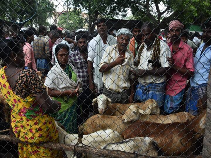 சந்தையில் ஆடுகள் தப்பிக்காமல் இருக்க கம்பிகளுக்குள் வைத்து விற்பனை செய்யும் விவசாயிகள்.