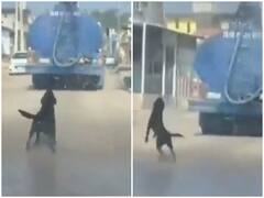 Viral Video: सड़क पर पानी की बौछार देखकर झूम उठा डॉगी, जानिए सोशल मीडिया पर क्या बोले यूजर्स