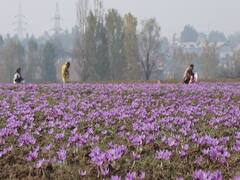 Saffron Flowers: कश्मीर में खिले केसर के फूल, अद्भुत नज़ारे को देखने पर्यटकों में दिखा उत्साह