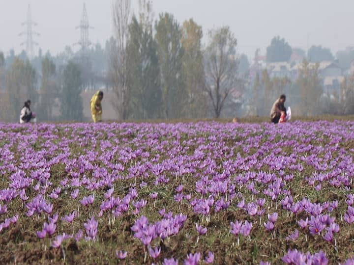 Saffron flowers blooming in Kashmir enthusiasm shown among tourists to see the wonderful view ann Saffron Flowers: कश्मीर में खिले केसर के फूल, अद्भुत नज़ारे को देखने पर्यटकों में दिखा उत्साह