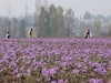 Saffron Flowers: कश्मीर में खिले केसर के फूल, अद्भुत नज़ारे को देखने पर्यटकों में दिखा उत्साह
