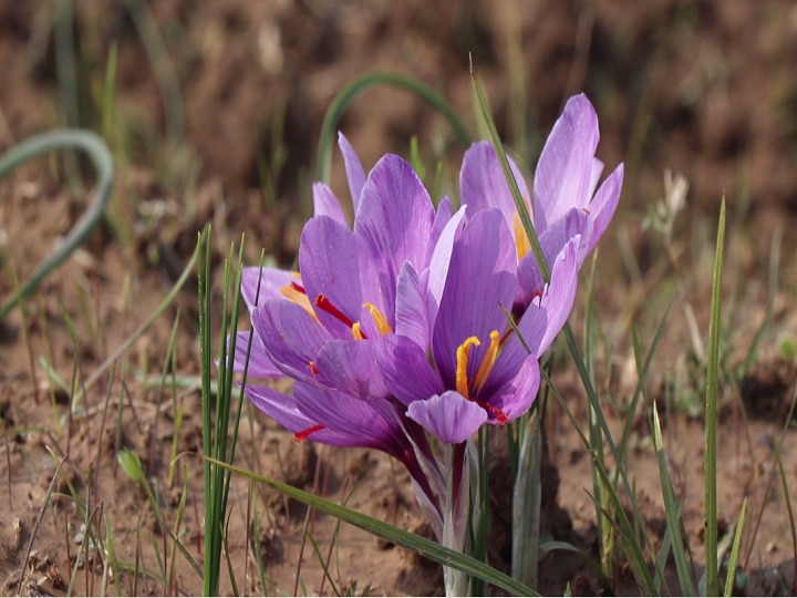 Saffron Flowers: कश्मीर में खिले केसर के फूल, अद्भुत नज़ारे को देखने पर्यटकों में दिखा उत्साह