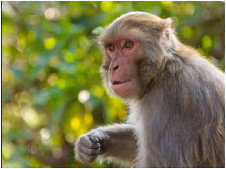 Lakhimpur Kheri News: Bus driver fined Rs 2.5 lakh for crushing monkey Lakhimpur Kheri News: बंदर को कुचलना बस चालक को पड़ा भारी, लगा इतने लाख रुपये का जुर्माना