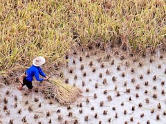 China Food : ఉత్తరకొరియా తరహాలోనే చైనాలోనూ ఆకలి రాజ్యం ? తిండి గింజలు దాచుకోవాలని ప్రజలకు డ్రాగన్ సర్కార్ సలహా !