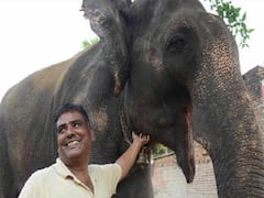 Bihar Crime: पालतू हाथी के नाम करोड़ों की संपत्ति करने की मिली सजा, अपराधियों ने दिनदहाड़े गोलियों से भूना