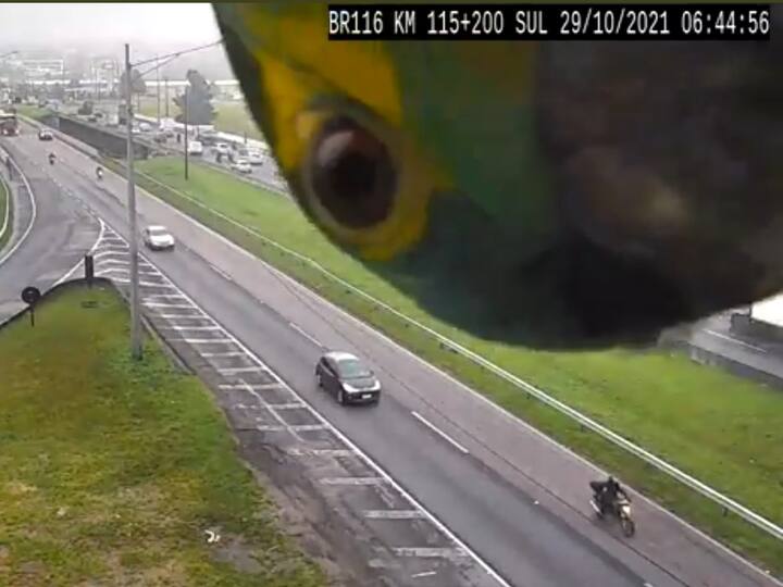 Parrot caught playing peekaboo with traffic camera in Brazil, Watch viral video Watch Video | சிசிடிவி கேமராவுடன் கண்ணாமூச்சி ரேரே.. விளையாடிய கிளி; வீடியோ வைரல்!