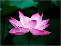 Diwali 2021 Pooja: दिवाली पूजा में भगवान लक्ष्मी-गणेश की पसंदीदा इन 5 चीजों को जरूर करें शामिल, होगी अपार धन की वर्षा