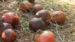 બનાસકાંઠાઃ દાડમની ખેતીમાં પ્લગ નામના રોગે સર્જ્યુ ભારે નુકસાન,શું કહ્યું ખેડૂતોએ?