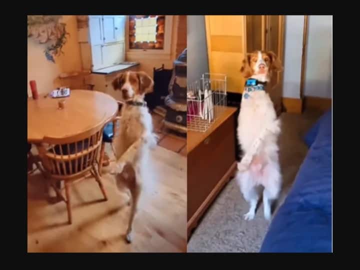 video of America's Dexter Dog with three legs walking like a man goes viral in Instagram Watch Video | கெத்தா... ஸ்டைலா.. மனிதர்களைப் போல மாஸாக நடக்கும் நாய்..! வைரல் வீடியோ!