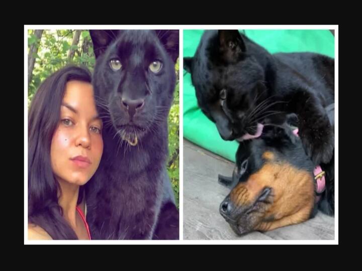 Video of Black Panther adopted by women with Rottweiler dog goes viral in Instagram Watch Video | இணைபிரியாத நண்பர்களாக நாயும் - கருஞ்சிறுத்தையும்.. நண்பேன்டா மொமண்ட்!