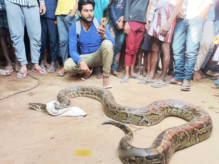 OMG! सिवान में मिला 22 फीट का अजगर, लोगों ने कहा- यह तो बच्चे को भी निगल सकता है, देखें एक क्विंटल का सांप OMG! 22 feet python found in Siwan bihar, people said- it can swallow even a child, see one quintal snake ann OMG! सिवान में मिला 22 फीट का अजगर, लोगों ने कहा- यह तो बच्चे को भी निगल सकता है, देखें एक क्विंटल का सांप