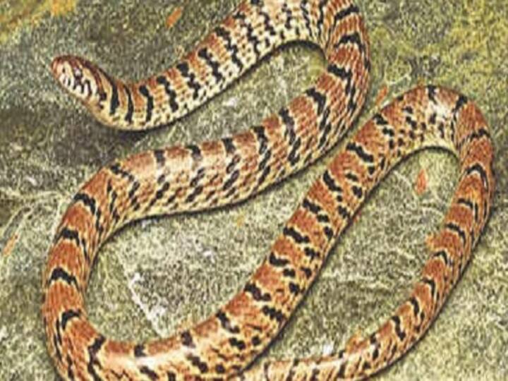 New snake species found in Himachal Pradesh's  churah Valley year after  instagram post இப்படி ஒன்னு காட்டுல இருக்கா?  ஆராய்ச்சியை தொடங்க வைத்த ஒரு இன்ஸ்டா பதிவு!