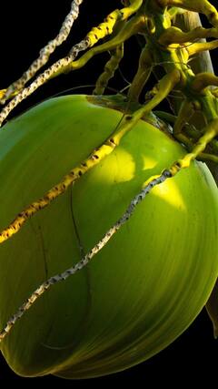 Benefits of Green Coconut Water: কিডনি থেকে ব্রণর সমস্যা, ডাবের জল পানে মিলবে সমাধান