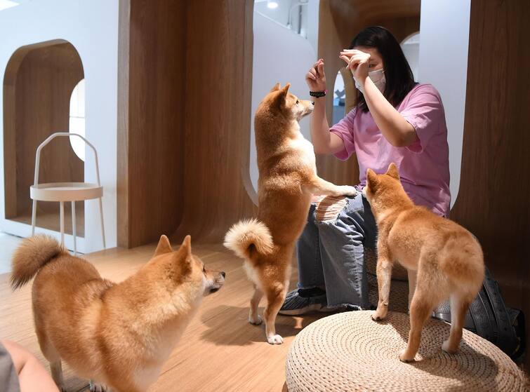 China Online Auction Fetches 25000 dollars for Internet Sensation Dog China Online Auction: 29 மணி நேர ஏலத்தில் ரூ.18.5 லட்சத்துக்கு ஏலம் போன வைரல் நாய்..!