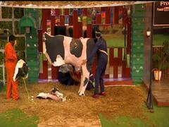 Watch Video | பசுமாட்டு பால் கறக்கச் சொன்னா, மாட்டையே கொன்னுட்டீங்களேடா... கலவரமான பிக்பாஸ் வீடு