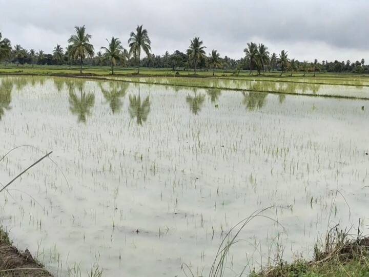 500 acres of samba crops severely damaged in Mayiladuthurai due to continuous rains தொடர் மழையால் மயிலாடுதுறையில் 500 ஏக்கர் சம்பா பயிர்கள் கடும் சேதம்...!