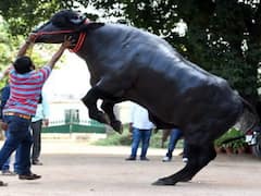 Sadar Ustav Mela: సదర్ ఉత్సవాల్లో అపశ్రుతి... జనంపైకి దూసుకెళ్లిన దున్నపోతు