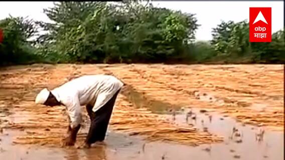 Nashik Rain : ऐन दिवाळीत नाशिकमध्ये अवकाळी पाऊस; भात शेती, वरी आणि इतर पिकांचं मोठं नुकसान
