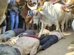 Ujjain News: उज्जैन में सालों से चलती आ रही है अंधविश्वास की परंपरा, गोवर्धन पूजा पर ये काम करते हैं लोग