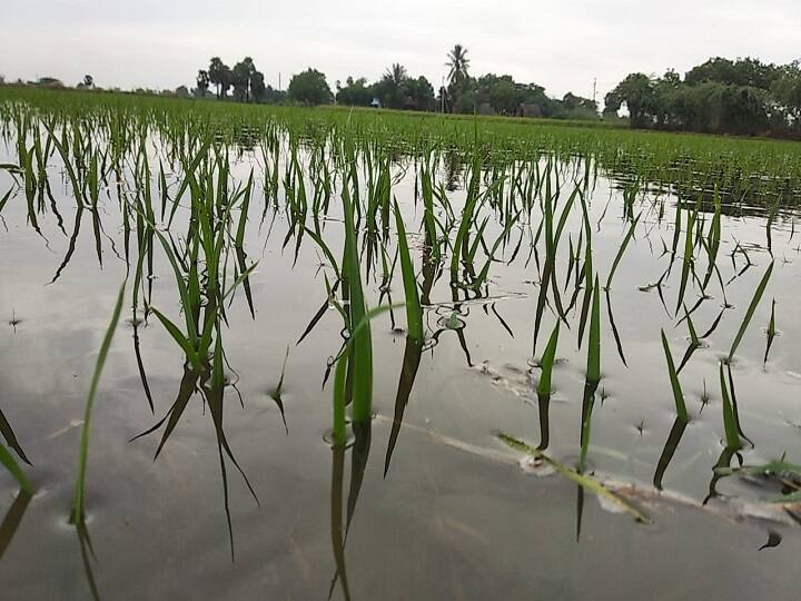 thiruvarur heavy rain 40 thousand akrs damage. திருவாரூரில் தொடர் கனமழை - 40,000 ஏக்கர் சம்பா பயிர்கள் நீரில் மூழ்கின...!