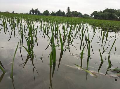 thiruvarur heavy rain 40 thousand akrs damage. திருவாரூரில் தொடர் கனமழை - 40,000 ஏக்கர் சம்பா பயிர்கள் நீரில் மூழ்கின...!