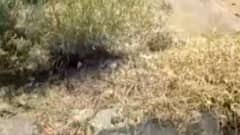 બનાસકાંઠાઃ એક તરફ પાણી માટે વલખા તો બીજી બાજુ ગાબડુ પડતા પાણીનો વેડફાટ