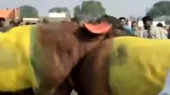 Viral Video: MP के खरगोन में भैंसों का 'दंगल'..परंपरा के नाम पर तमाशा!