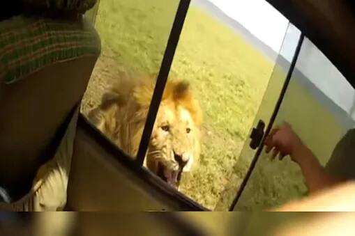 Silly Tourist Opened Window and touched Lion, then happended this, Video Goes viral, know in detail ਬੱਸ ਦੀ ਖਿੜਕੀ ਖੋਲ੍ਹ ਸ਼ਖਸ ਲੈਣ ਲਗਾ ਸ਼ੇਰ ਨਾਲ ਪੰਗਾ! ਫੇਰ ਹੋਇਆ ਕੁਝ ਐਸਾ ਕਿ ਸਭ ਰਹਿ ਗਏ ਦੰਗ