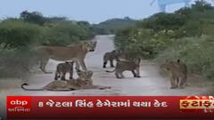 રાજુલાઃ અચાનક રસ્તાં પર એકસાથે આવી ગયુ 8 સિંહોનુ ટોળુ, જુઓ લટાર મારતા સિંહોનો વીડિયો