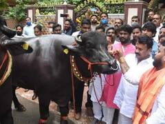 Baahubali Buffalo: దున్నపోతు కోసం మూడు కిలోల బంగారు గొలుసు... ఇంతకీ ఆ దున్న విలువ ఎన్ని కోట్లో తెలుసా?