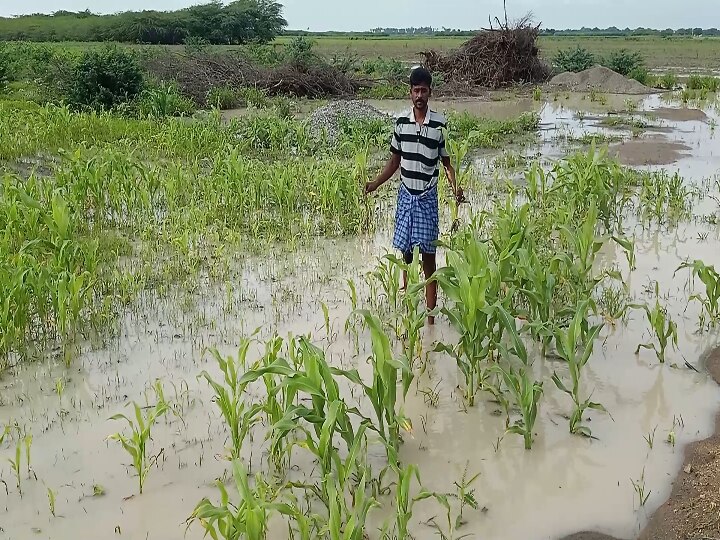 தூத்துக்குடியில் மழைநீரில் மூழ்கிய 1000 ஏக்கர் மானாவரி பயிர்கள் - 3 முறை விதைத்து பொய்த்து போன சாகுபடி