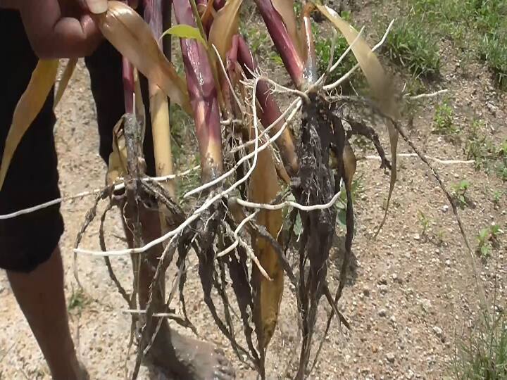1000 acres of rainfed irrigated crops in Thoothukudi - 3 times sown fallow தூத்துக்குடியில் மழைநீரில் மூழ்கிய 1000 ஏக்கர் மானாவரி பயிர்கள் - 3 முறை விதைத்து பொய்த்து போன சாகுபடி