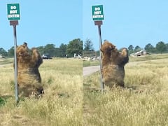 Funny Viral Video: पीठ में खुजली हुई तो भालू ने किया ये काम, देखें यह बेहद मजेदार वीडियो