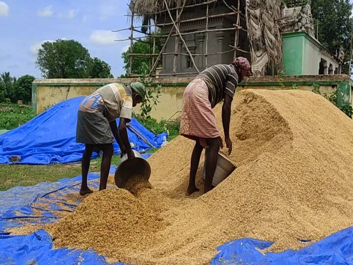 Procurement of 1,76,800 MT of paddy through Kuruva cultivation in Thiruvarur district திருவாரூர் மாவட்டத்தில் குறுவை சாகுபடி மூலம் 1,76,800 மெட்ரிக் டன் நெல் கொள்முதல்