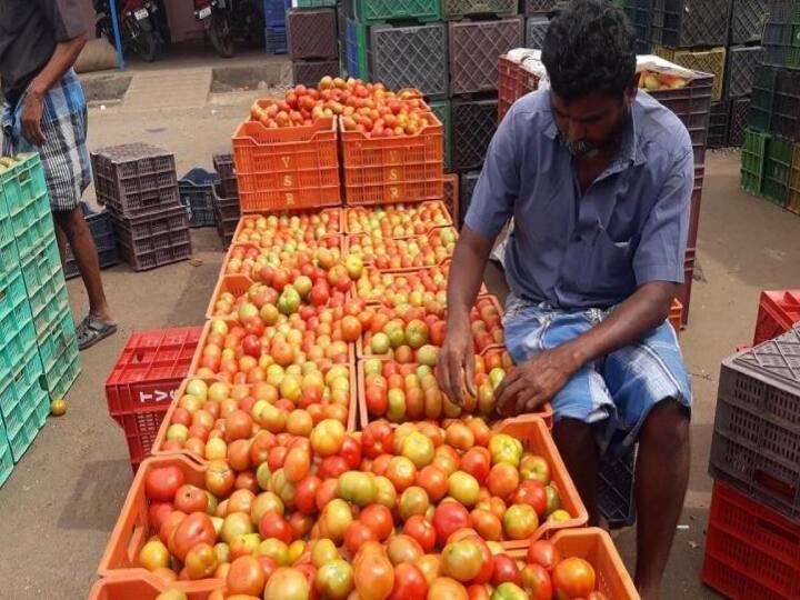 Tomatoes Price Hike : தொடர் கனமழை.. விறுவிறுவென உயர்ந்த தக்காளி விலை.. என்ன நிலவரம்?