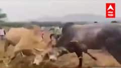 Kalyan Bull Fight : बंदीला न जुमानता कल्याणमध्ये दोन बैलांची झुंज लावण्याचा प्रकार, व्हीडिओ व्हायरल