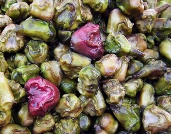 पानी में रहने के कारण जल सिंघाड़ा सख्त हो जाता है, इसलिए पशु-पक्षी झूठा नहीं कर पाते है. यह लक्ष्मी का प्रिय फल माना जाता है. साथ ही इस फल में बहुत से औषधीय गुण मौजूद होते हैं.