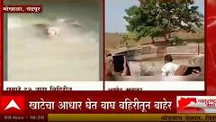 Chandrapur Tiger : वाघाच्या सुटकेचा थरार कॅमेरावर कैद, तब्बल 12 तासांनंतर विहिरीत पडलेला वाघ बाहेर