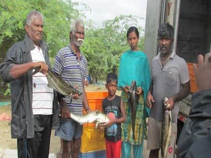 In Thoothukudi, fish are reared through floating cages and sent abroad மிதவை கூண்டுகளில் மீன் வளர்த்து வெளிநாடுகளுக்கு ஏற்றுமதி - மீனவர்களுக்கான மாற்றுத்தொழில்...!