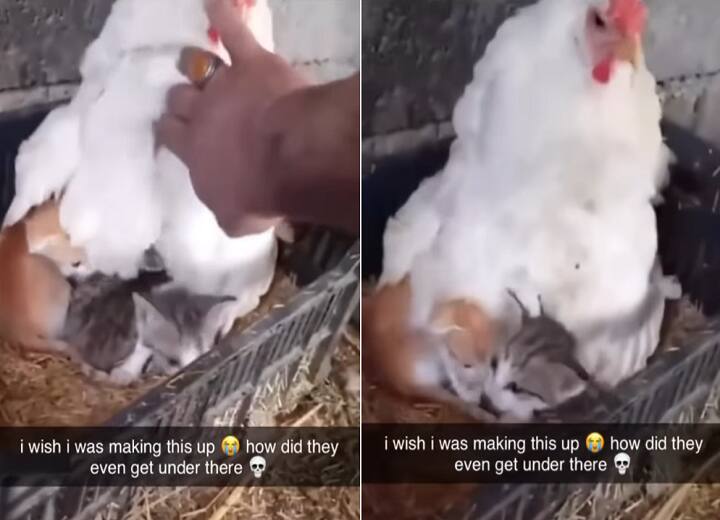 Hen sits brooding on kittens instead of chicks.Watch viral video Watch Video | முட்டை என நினைத்து பூனைக்குட்டிகளை அடைகாத்த கோழி..! வைரல் வீடியோ!