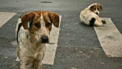 Dogs Beaten: কালীপুজোর রাতে হাওড়ায় পথকুকুরদের উপর 'নির্মম অত্যাচার' | Bangla News