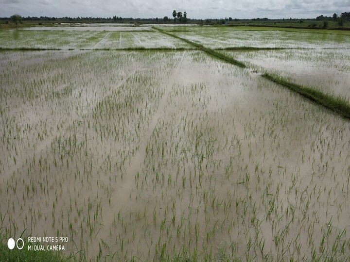 திருவாரூரில் 7280 ஹெக்டேர் விளைநிலங்கள் நீரில் மூழ்கின - மாவட்ட ஆட்சியர் காயத்ரி கிருஷ்ணன் பேட்டி