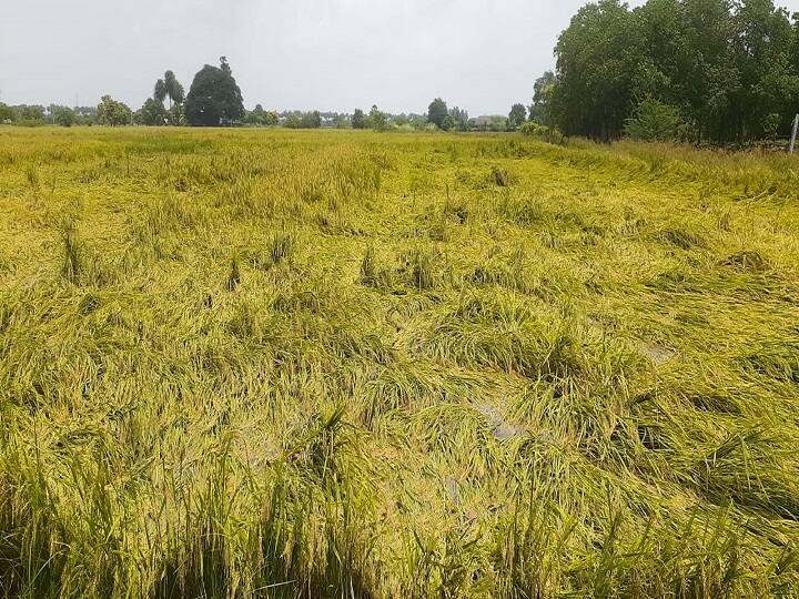 paddy crop destroy due to continuous rain in Bastar farmers demanding compensation ANN Chhattisgarh News: बस्तर में आफत की बारिश, धान की खड़ी फसल बर्बाद, मुआवजे की मांग