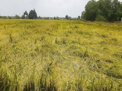 Chhattisgarh News: बस्तर में आफत की बारिश, धान की खड़ी फसल बर्बाद, मुआवजे की मांग