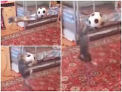 Viral Video: फुर्तीली छलांग लगाकर बिल्ली ने फुटबॉल को किया किक, सोशल मीडिया पर मिले ये शानदार रिएक्शन